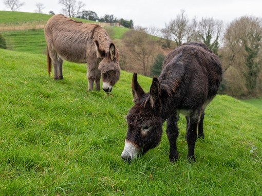 Molly and Maple grazing in a field.