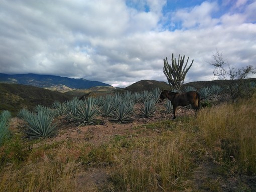 Mule with agave plants, Mexico.