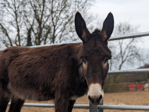 Nigel stood in his paddock.