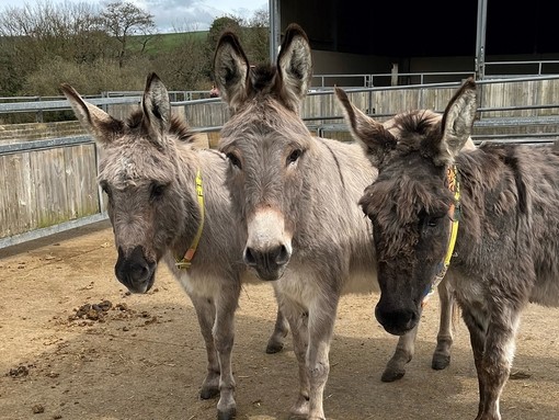 Polly with two donkey friends.