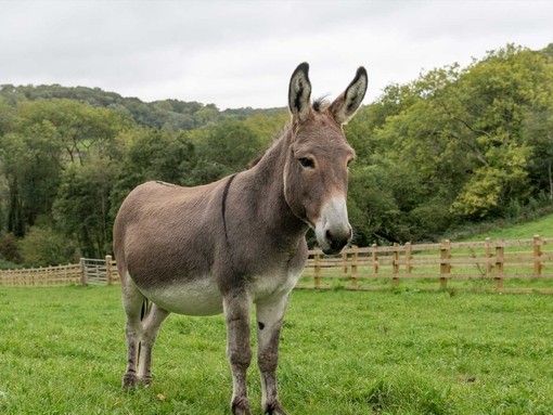 Sean the donkey at Hurfords Farm.