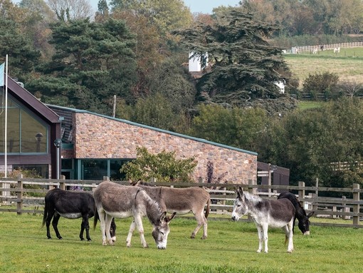 Shelter 1 donkeys at Sidmouth