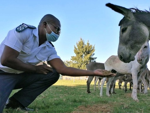 NSPCA officer with group of rescued donkeys in South Africa.