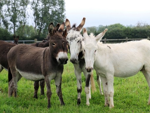 Surrey rescue donkeys in their field.