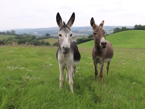 Timmy and Tommy standing in a field.