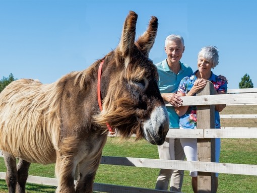 A couple admiring a Poitou donkey