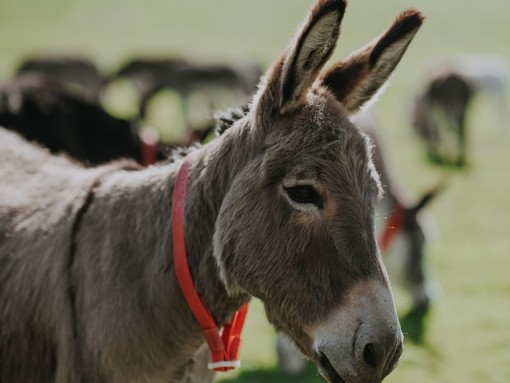 Donkey alert in a field