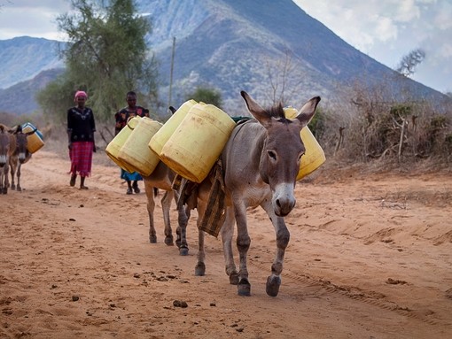 Donkey carrying water for its owners