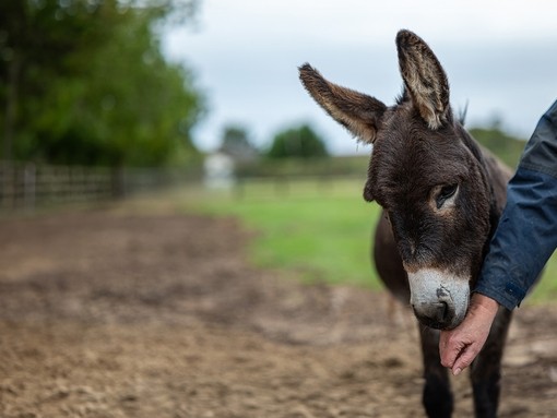 Donkey foal with groom