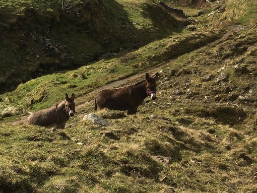 Hamish and Dougal during a walk around the fells.