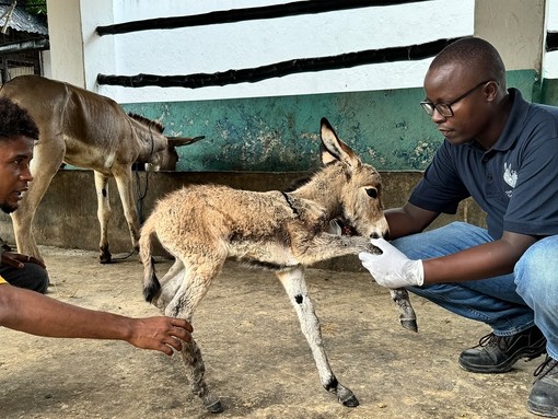 Obadiah checking a donkey foal with its owner