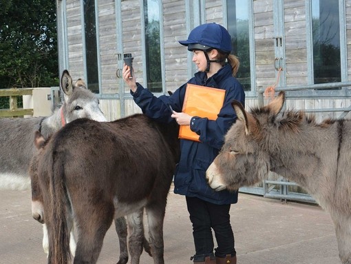 Researcher standing with donkeys.