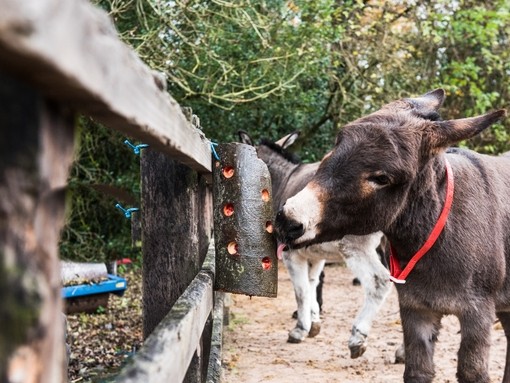 Shocks licking an enrichment activity