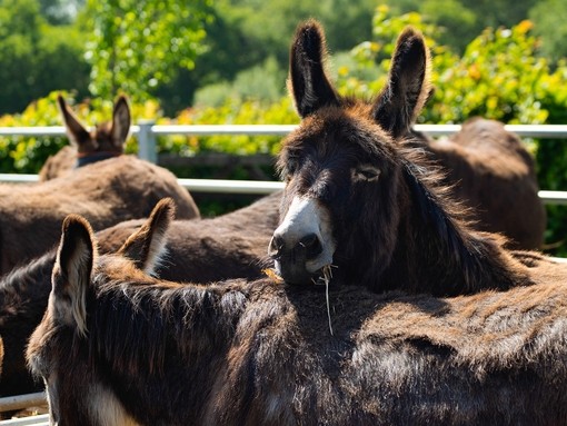 Stack resting their head on Donagh at our Ivybridge sanctuary