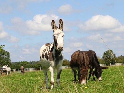 Surrey rescue donkeys in a field at The Donkey Sanctuary Sidmouth.