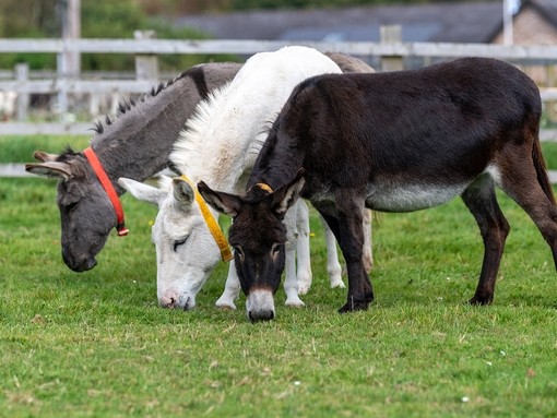 Timothy, Mary and Bluebell at shelter 2.