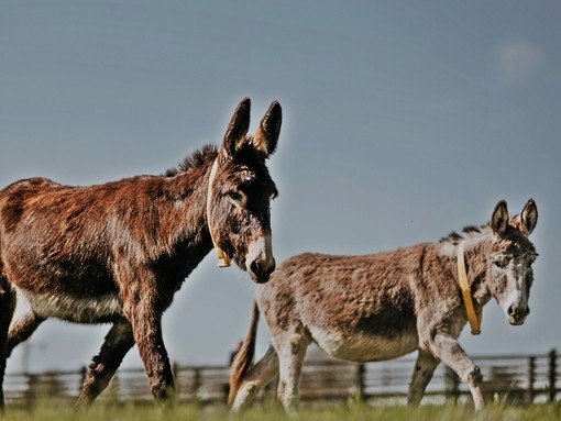 Two donkeys in a field