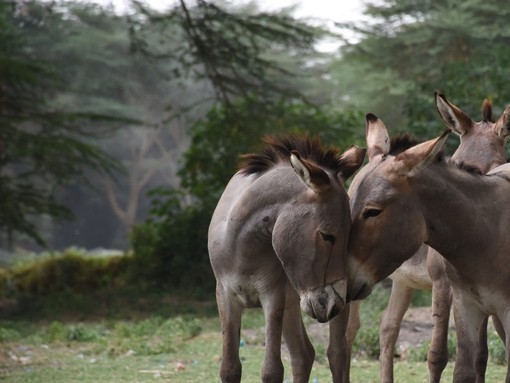 Two donkeys touching heads in Kenya