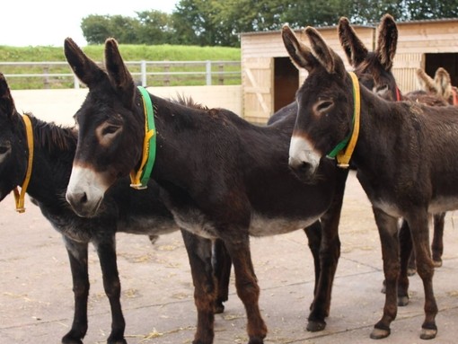 Donkeys wearing The Donkey Sanctuary coloured collars