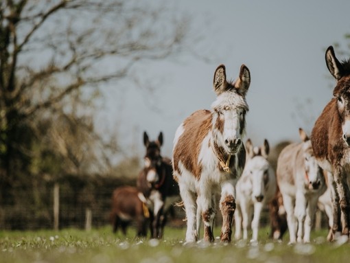 Herd of donkeys walking through field