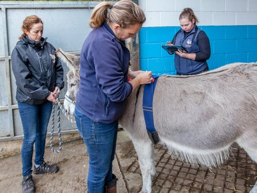 Elena, Sarah and Meg conducting EARs assessment on donkey