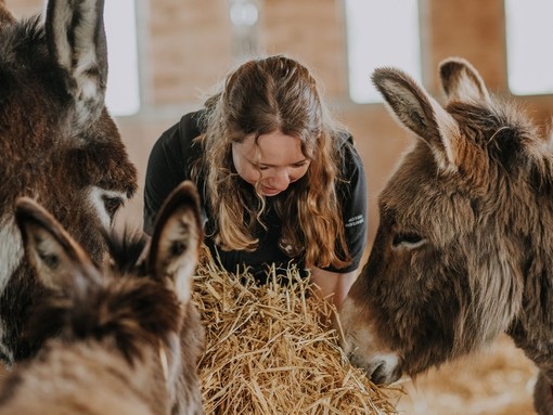 Person feeding donkey hay inside barn.