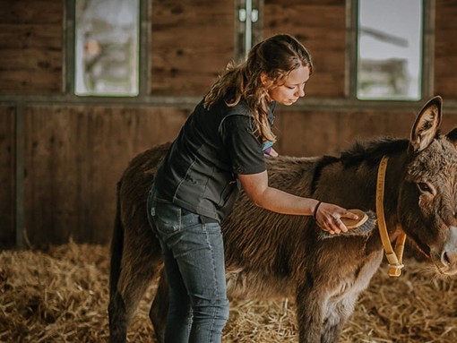 Janneke grooming a donkey