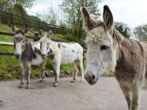 Donkey Maddie at Paccombe farm.