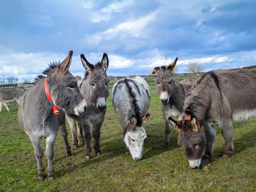 Rescued donkeys grazing.