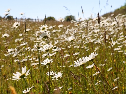 Wildflowers at our Sidmouth sanctuary