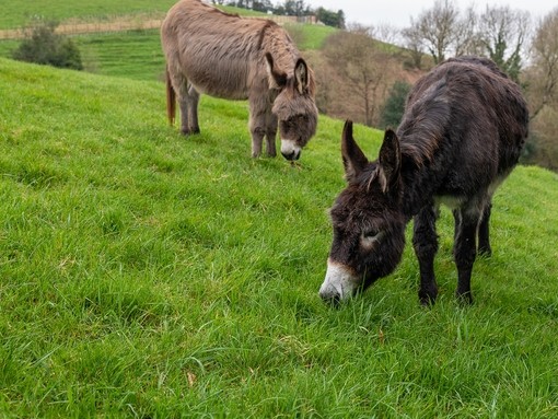 Two brown donkeys grazing on grass in a field