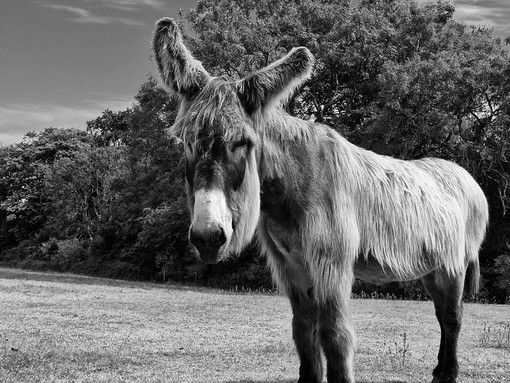 Black and white photo of Dartanyan.