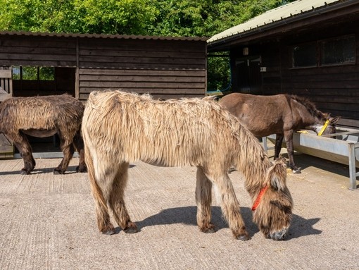 Potiou donkey Percy at his new shelter with other Potiou donkey Champagne and Jump the mule