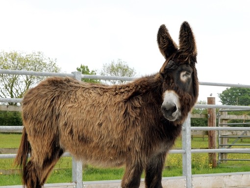 Potiou donkey with one eye stood outside her shelter