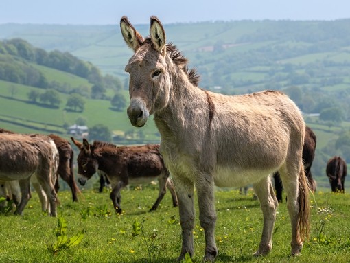 A grey donkey stood in a field with a group of donkeys in the background