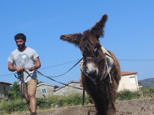 A man leading a Poitou donkey by it's harness