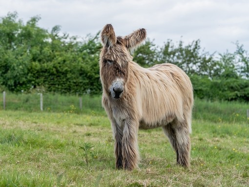 A Poitou donkey stood in a field