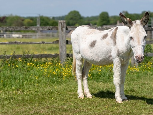 A skewbald donkey in a field with yellow flowers