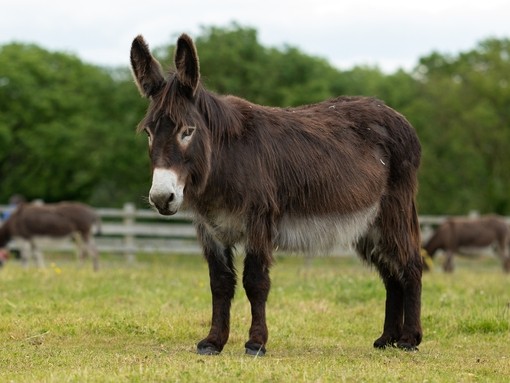 A dark brown donkey in a field