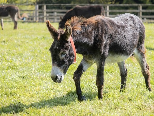 A brown donkey walking through a field with two donkeys in the background