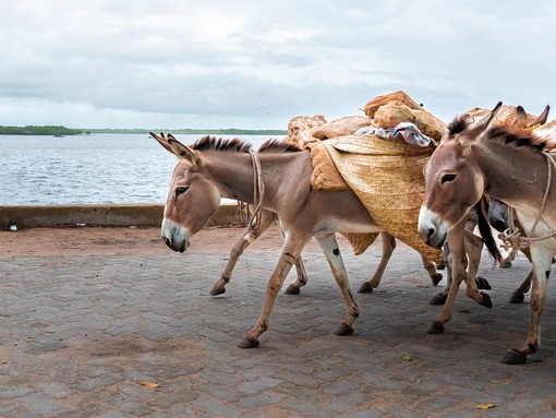 A group of donkeys carrying goods on the seafront of Lamu