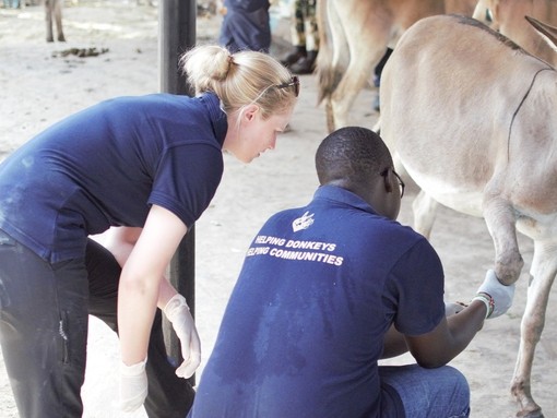 Two vets checking a donkeys leg