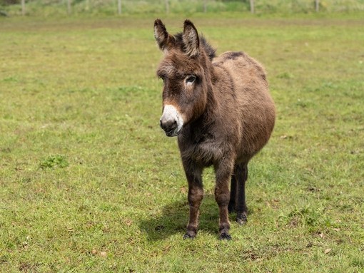 A brown donkey with a white nose in a field