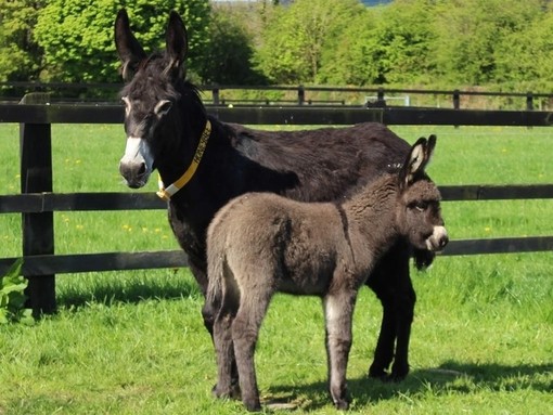 A mare and her foal stood in a grass paddock in Ireland.