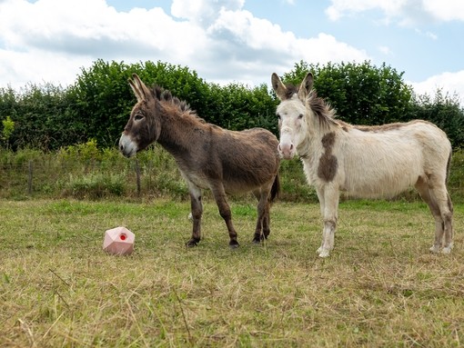 A brown donkey and a white donkey with brown spots stood in a field