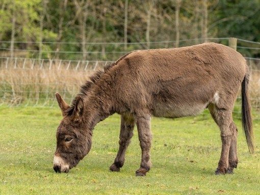 A brown donkey in a field