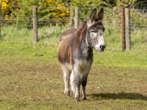 A brown donkey stood in a field