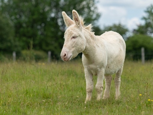 A white donkey with blue eyes in a field