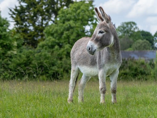 A grey donkey in a field