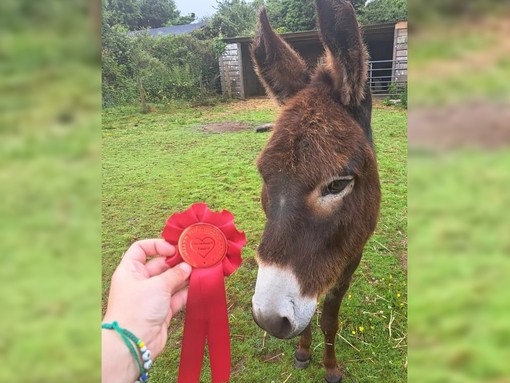 A hand holding out a red rosette award in front of a brown donkey